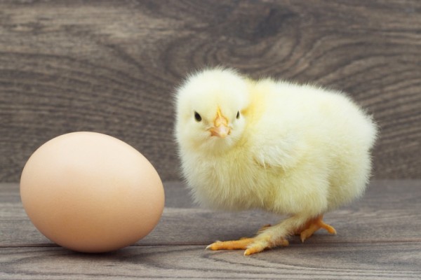Debat Telur atau Ayam Duluan Akhirnya Selesai: Ini Jawaban Ilmiahnya!