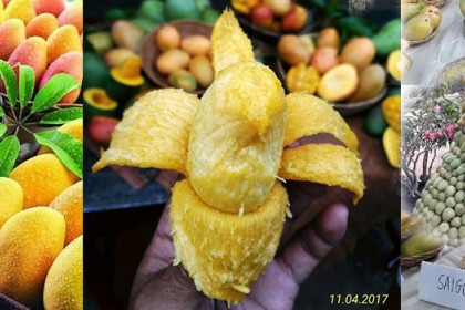 Habis Mangga Alpukat Terbitlah Mangga Pisang, Apa Istimewanya?