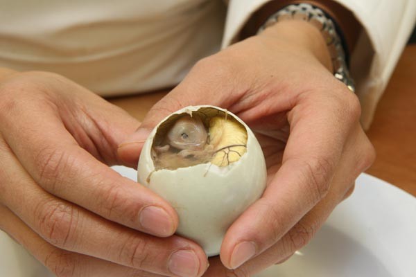 Dianggap Menjijikkan, Embrio Bebek Rebus Khas Filipina Jadi Primadona