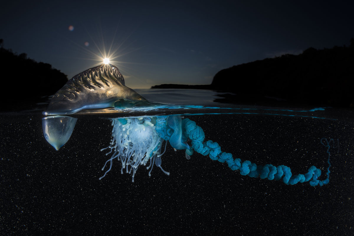 20 Foto Terbaik 2017 Versi National Geographic, Asli Keren 