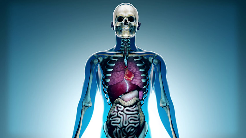 Ajaib, Manusia Tetap Bisa Hidup Tanpa 7 Organ Tubuh Ini