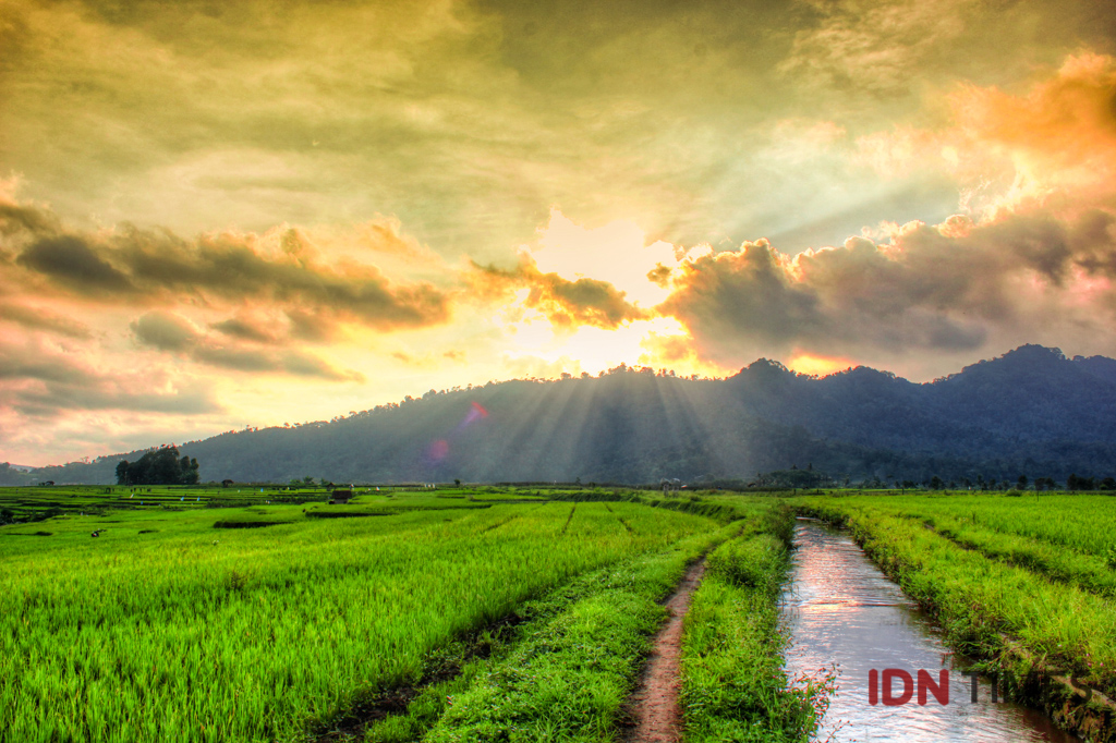 Dulu Diabaikan Kini 10 Sawah Ini Jadi Spot Foto 