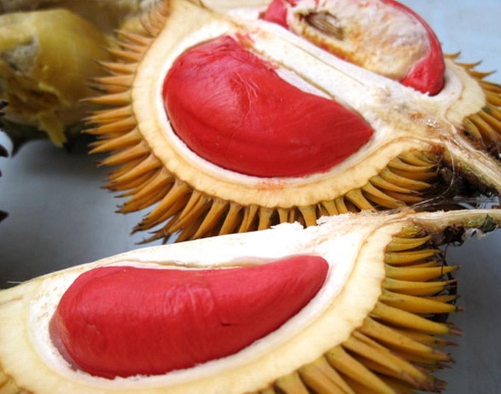 Unduh 700 Gambar Durian Berwarna Merah Terbaik Gratis HD