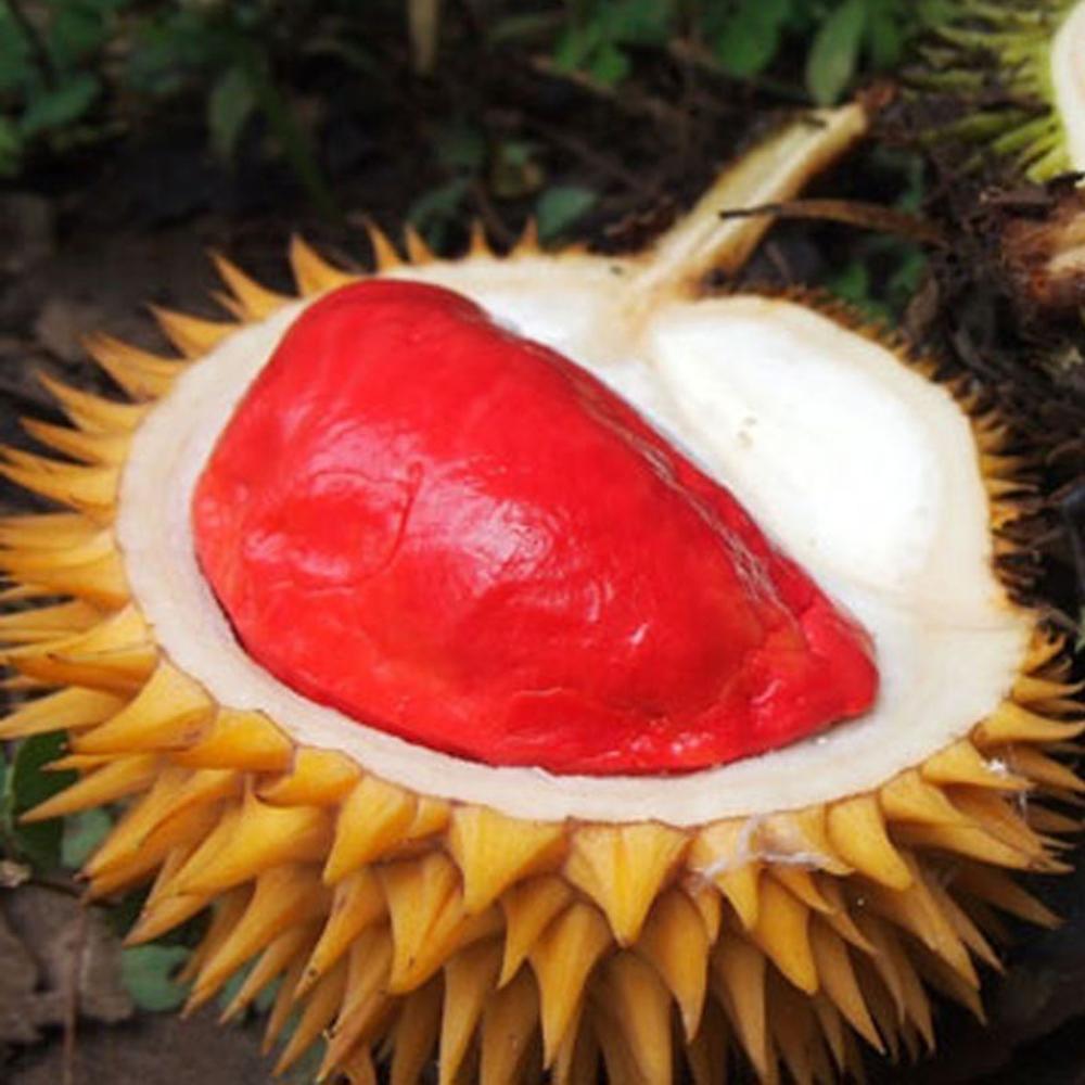 Unduh 700 Gambar Durian Berwarna Merah Terbaik Gratis HD