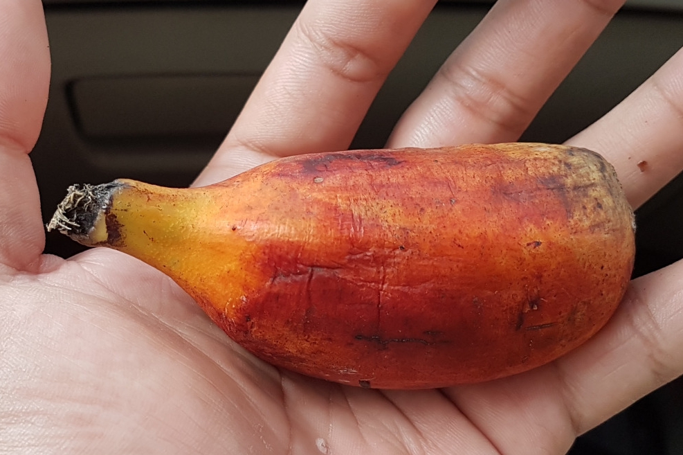 Unik, Pisang Khas Maluku Ini Dipercaya Paling Sehat di Indonesia Lho!