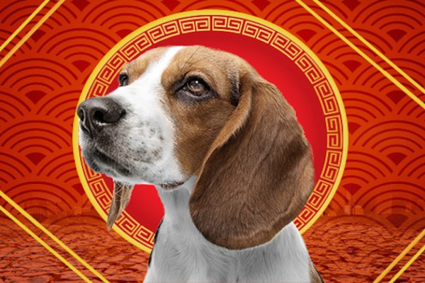 Menerawang Peruntungan Berdasarkan Shio di Tahun Anjing Bumi