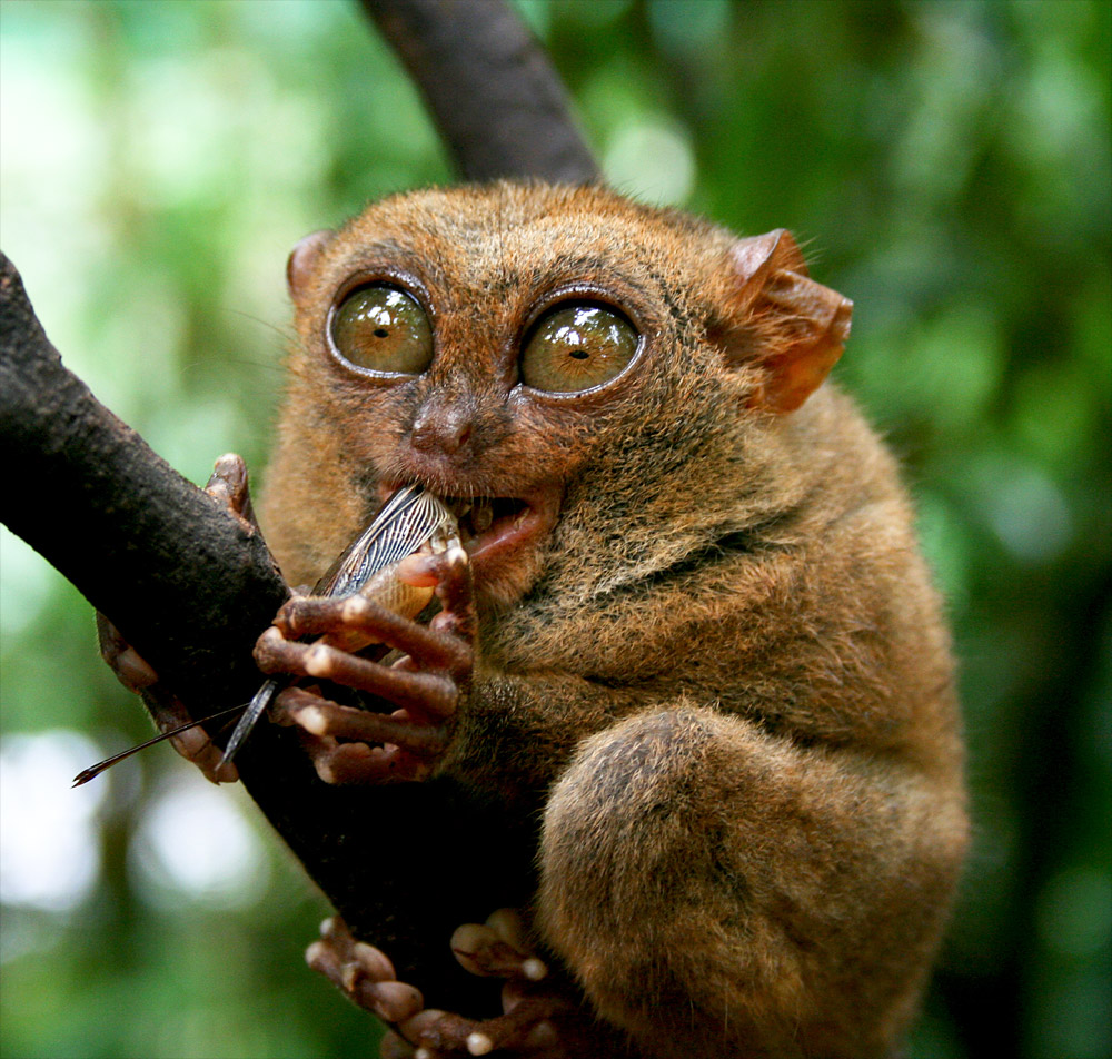 Download 950 Koleksi Gambar Fauna Langka Indonesia Keren 