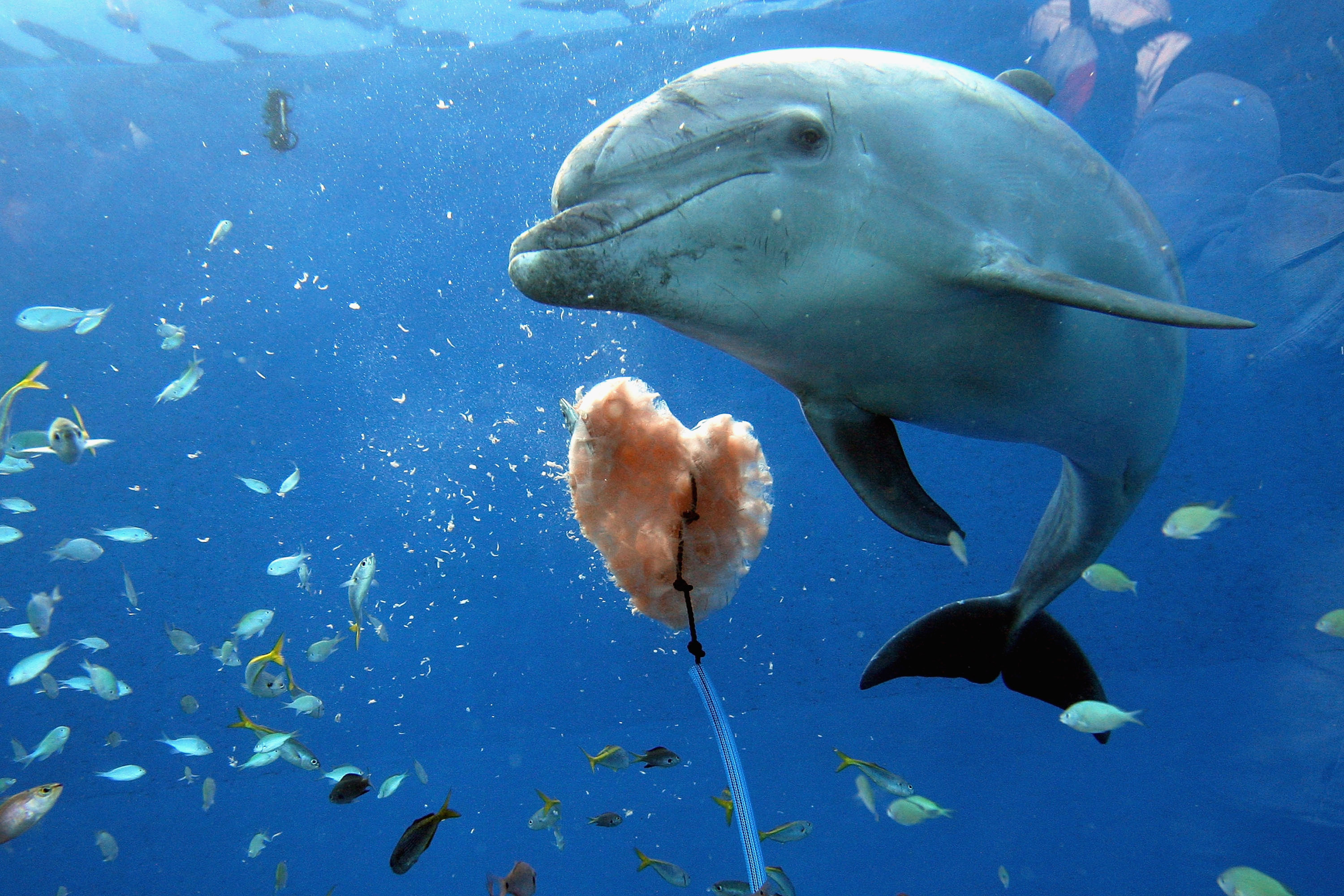 Дельфин живет в воде. Дельфины. Морские обитатели Дельфин. Дельфины дружелюбные. Дельфин в море.