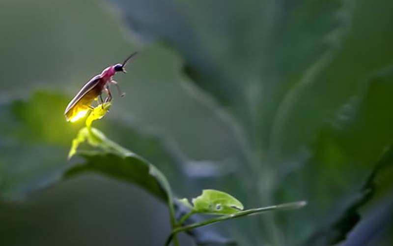 11 Hewan Ini Dipercaya Bisa Mendeteksi Keberadaan Makhluk Halus