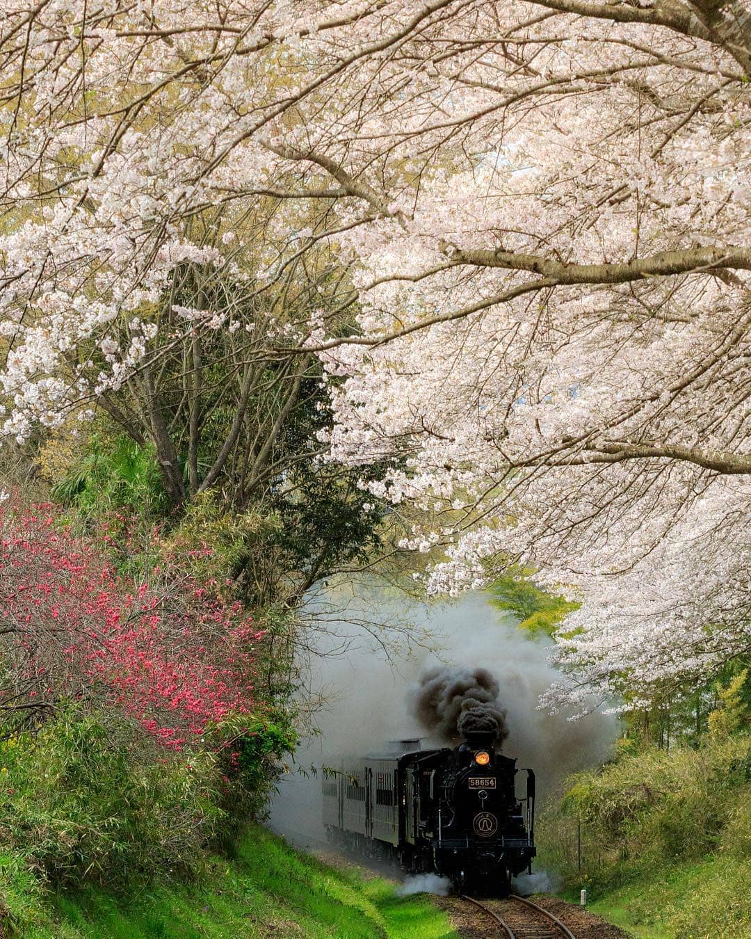10 Potret Kecantikan Bunga  Sakura  di  Jepang Romantis dan 