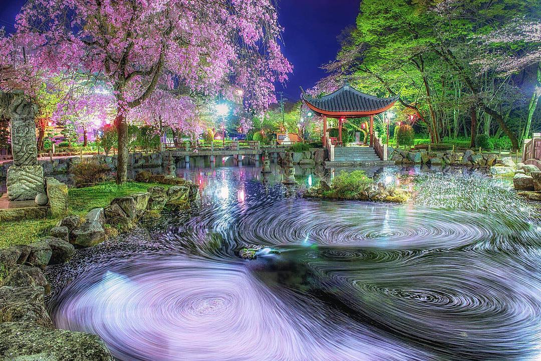 10 Potret Kecantikan Bunga Sakura Di Jepang Romantis Dan