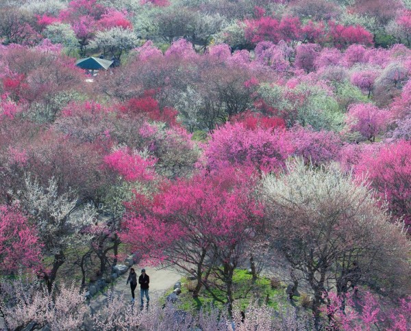 10 Potret Kecantikan Bunga  Sakura  di Jepang  Romantis dan  