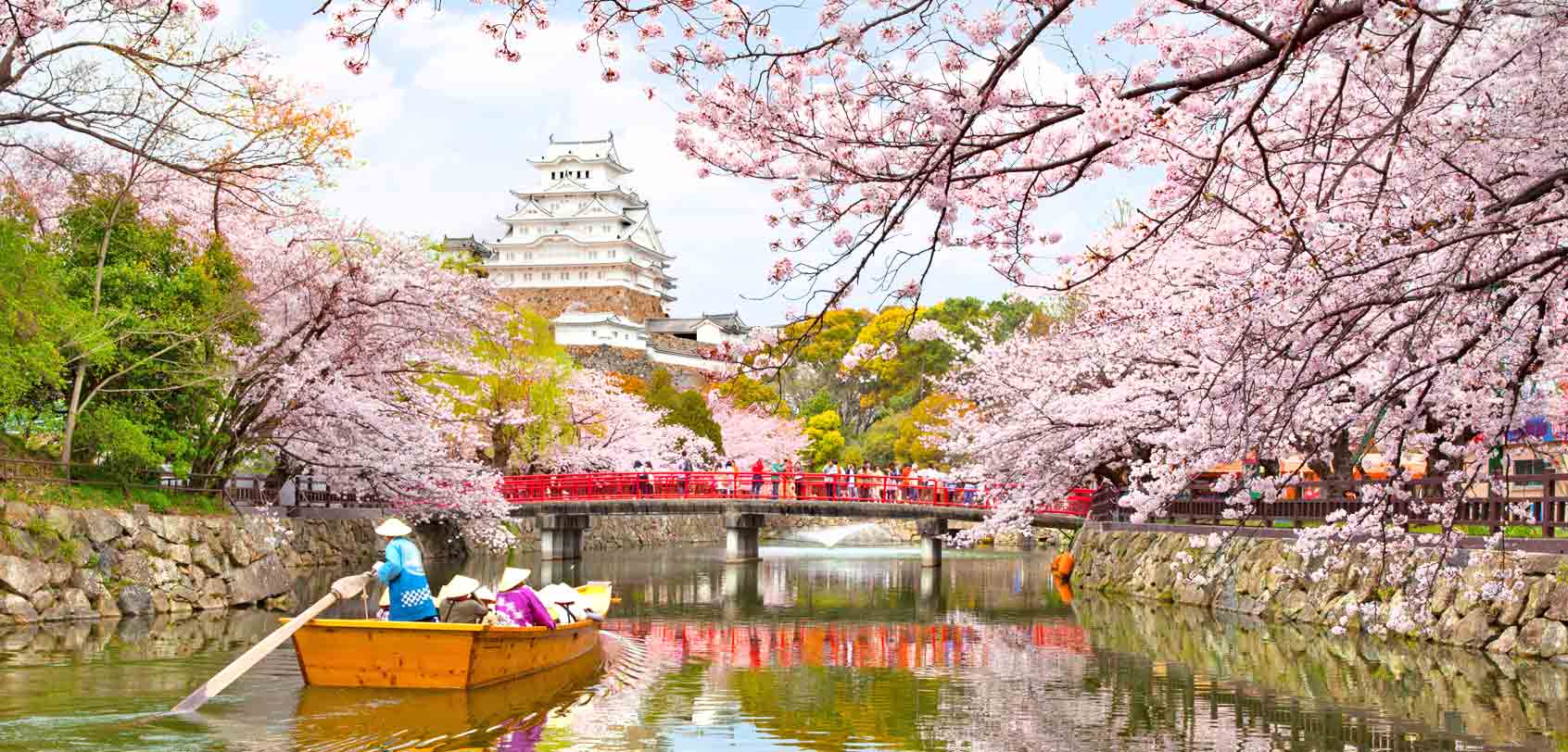 10 Potret Kecantikan Bunga Sakura Di Jepang