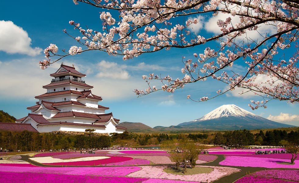 92 Gambar Wallpaper Pemandangan Bunga Sakura Terbaik