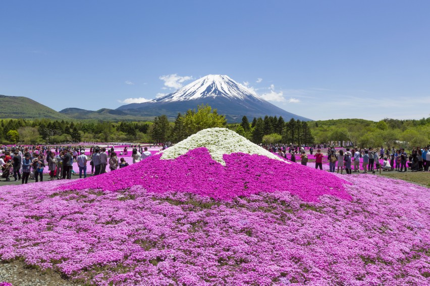 10 Potret Kecantikan Bunga  Sakura  di Jepang Romantis dan  