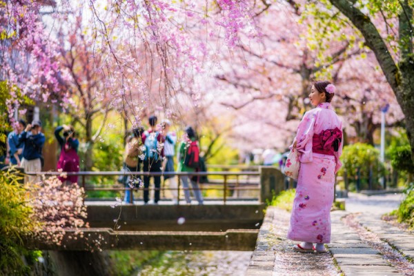 10 Potret Kecantikan Bunga  Sakura  di Jepang  Romantis dan 