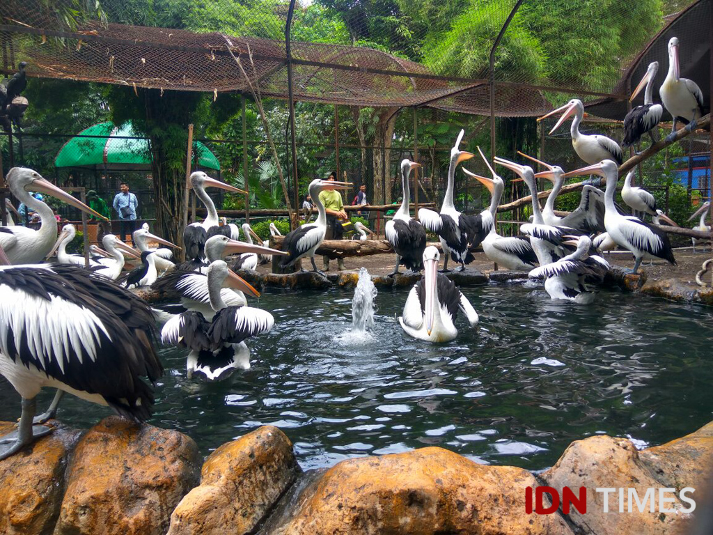 31 Potret Terkini Kebun Binatang Surabaya Makin Keren Gak Ya