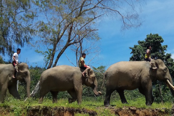 Masih Alami Banget Wisata Gajah Di Hutan Belantara Aceh 1469