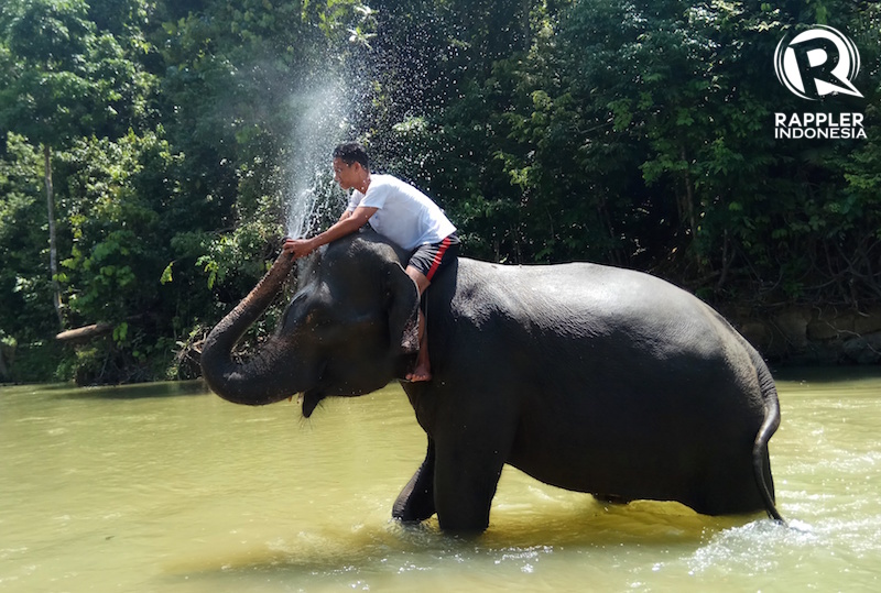 Masih Alami Banget, Wisata Gajah di Hutan Belantara Aceh