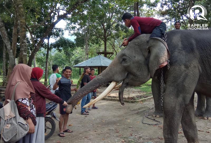 Masih Alami Banget, Wisata Gajah di Hutan Belantara Aceh