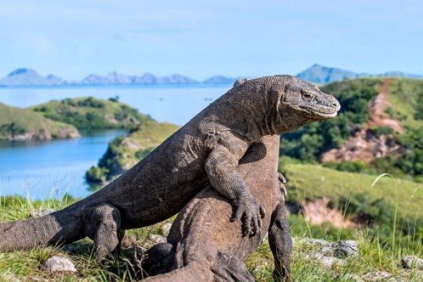 7 Fakta Unik tentang Pulau Komodo Bikin Makin Kebelet Liburan