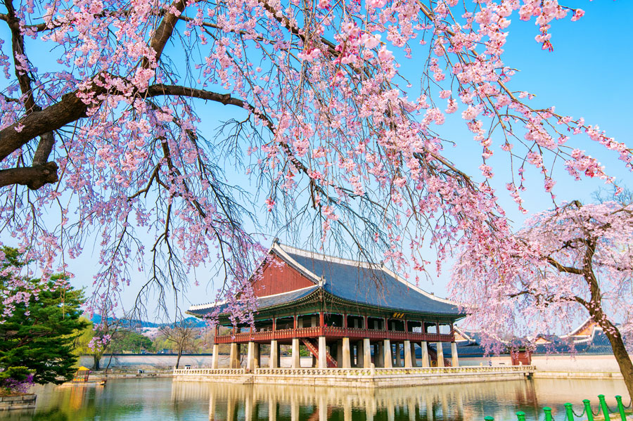 Jepang vs Korea Selatan, 10 Lokasi Terbaik Menikmati Keindahan Sakura