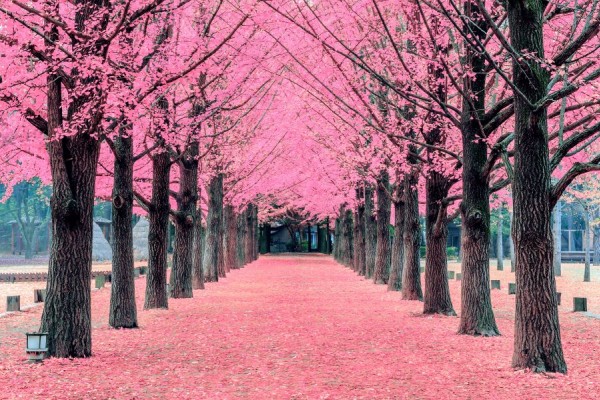 Jepang Vs Korea Selatan 10 Lokasi Terbaik Menikmati Keindahan Sakura