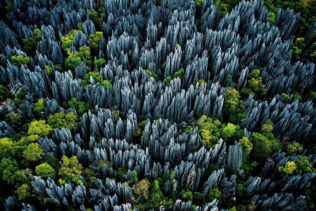 10 Hutan Paling Indah di Dunia, Punya Indonesia Gak Kalah Keren