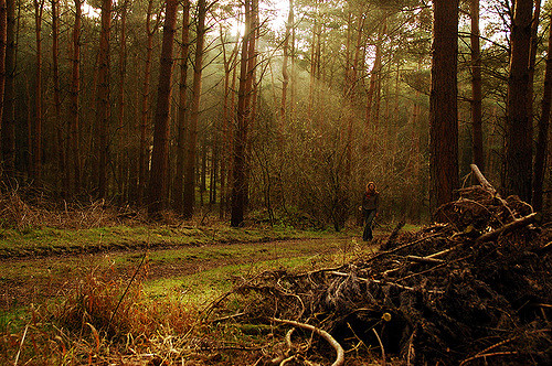 10 Hutan Ini Dianggap Paling Angker di Dunia, Berani Masuk?