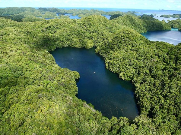 10 Potret Keindahan Danau Ubur-ubur di Dunia, Bikin Betah Menyelam