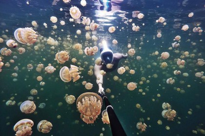 10 Potret Keindahan Danau Ubur-ubur di Dunia, Bikin Betah Menyelam