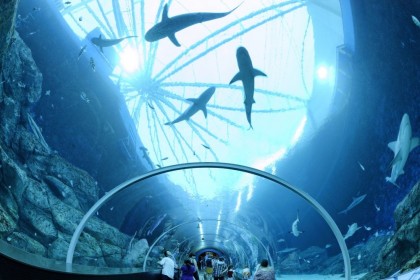 10 Potret Keseruan Menyelami Alam Bawah Laut di SEA Aquarium Singapura