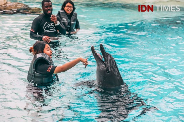 9 Potret Seru Bermain bareng Lumba-lumba di Dolphin Island Singapura