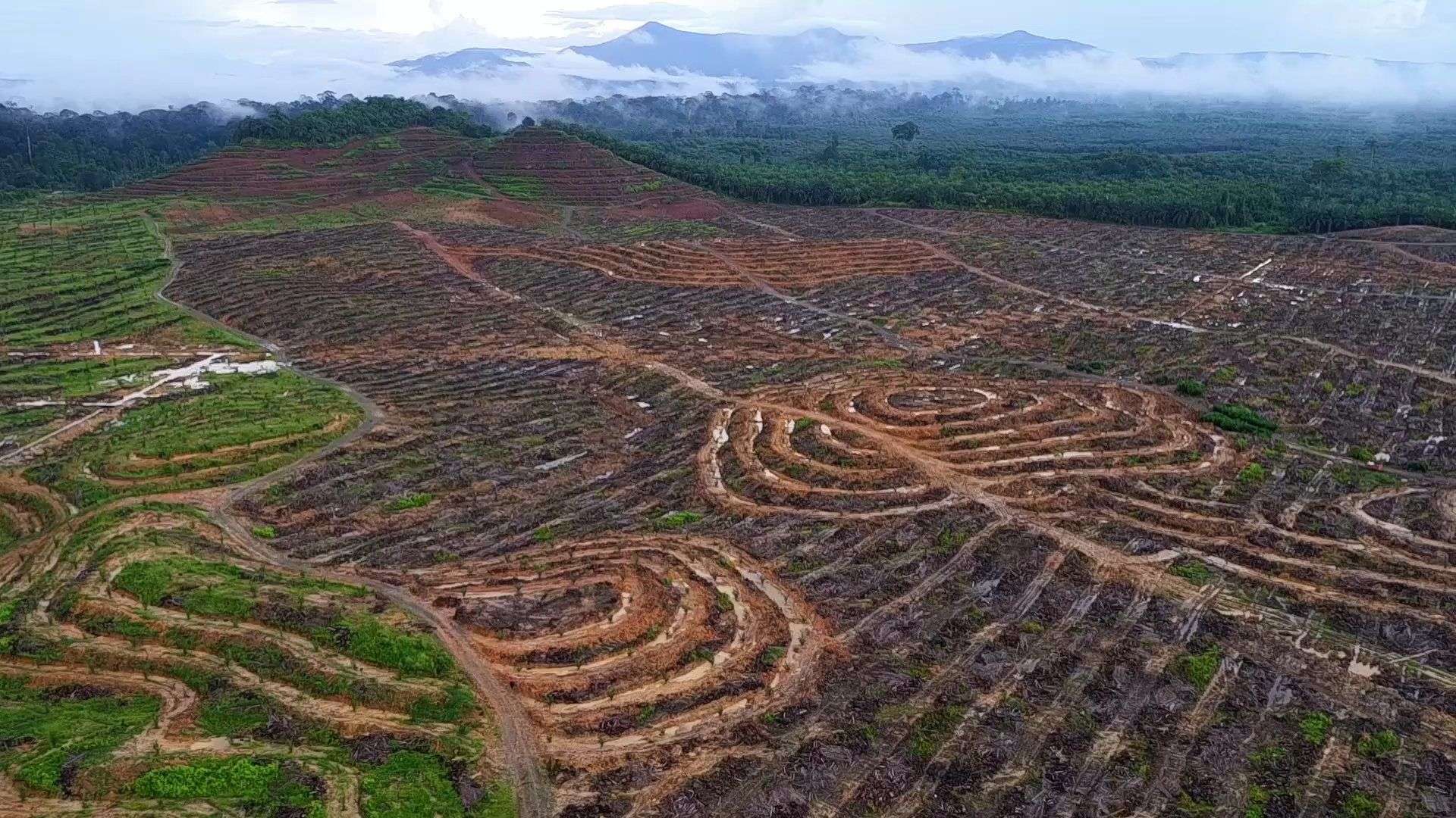 Petani Perancis Ancam Blokir Kilang Minyak Sawit Impor