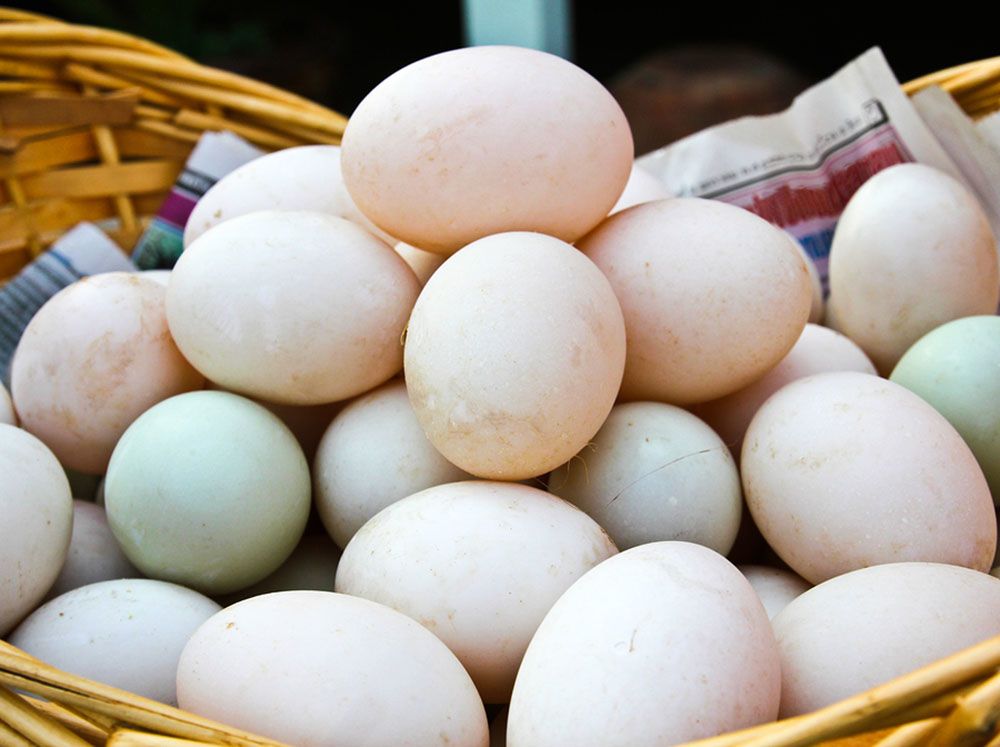 Kenapa Telur Bebek Berwarna Biru? Ini Alasan Ilmiahnya!