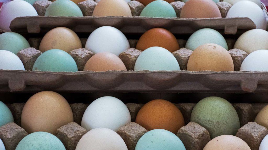 Kenapa Telur Bebek Berwarna Biru? Ini Alasan Ilmiahnya!