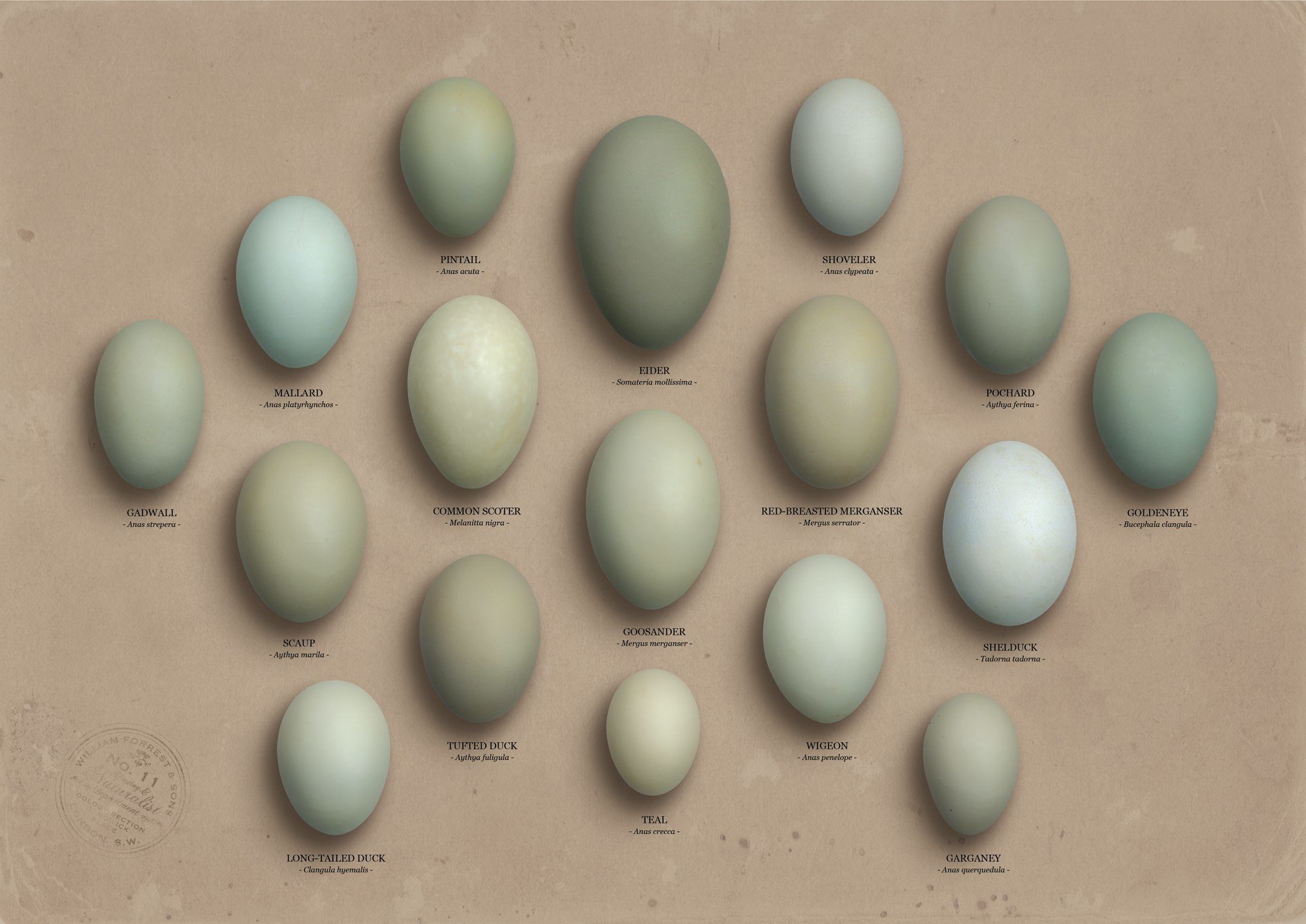 Kenapa Telur  Bebek  Berwarna Biru  Ini Alasan Ilmiahnya 