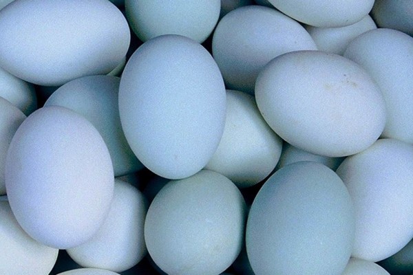 Kenapa Telur  Bebek  Berwarna Biru  Ini Alasan Ilmiahnya 