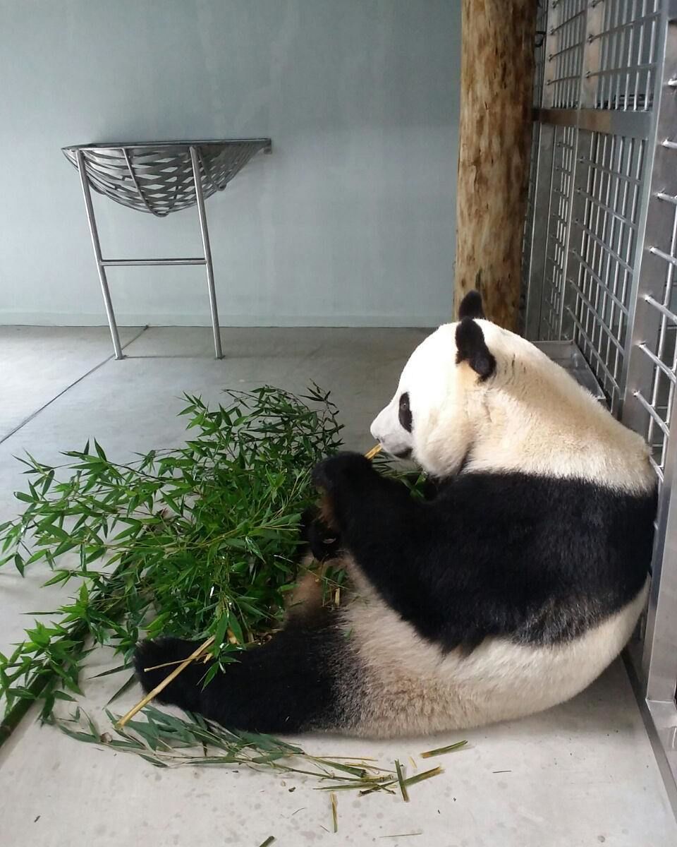 Menengok Keunikan Istana Panda Bogor yang Gemesin, Sudah ke Sana?