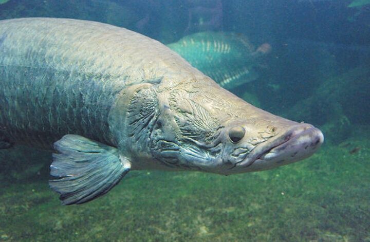 Hasil gambar untuk Dinilai Berbahaya, KKP Paparkan Karakteristik Ikan Arapaima