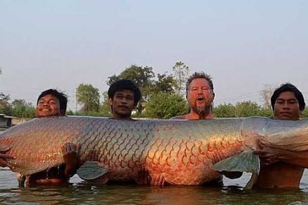 Как выглядит рыба арапайм Ditemukan di Surabaya, Arapaima Diduga Berasal dari Mojokerto