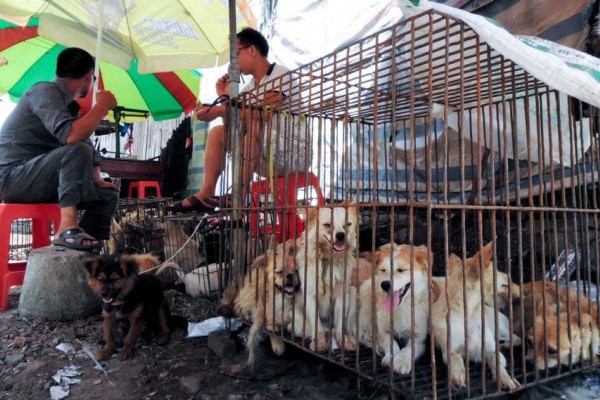 Sadis, 15 Makanan Ini Disajikan dengan Cara Menyiksa Binatang!