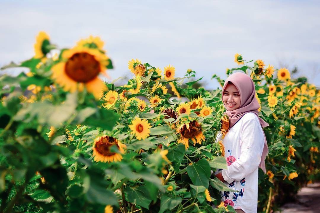 5 Kebun Bunga Matahari Paling Indah Di Indonesia