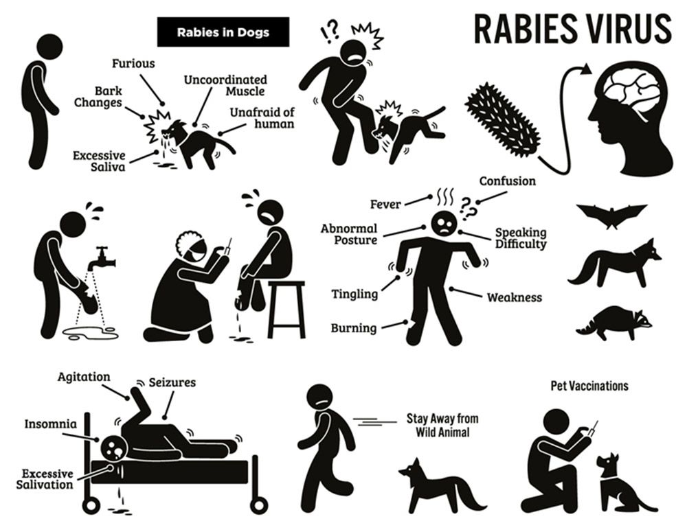 Bukan Hanya Anjing, Inilah Deretan Hewan yang Bisa Tularkan Rabies