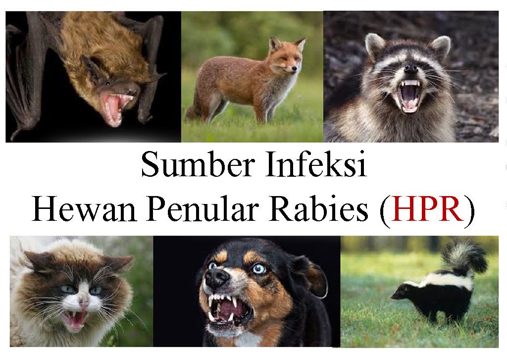 Mengenal Lebih Jelas Penyakit Rabies yang Bukan Hanya dari Anjing