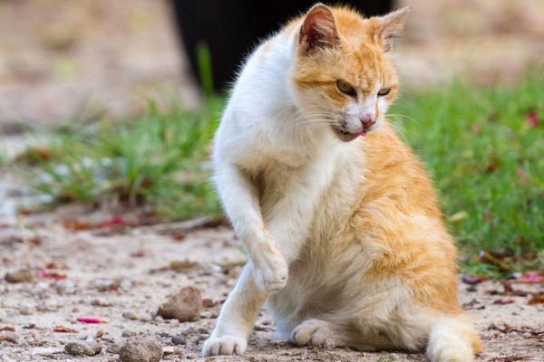 Mengenal Lebih Jelas Penyakit Rabies yang Bukan Hanya dari 