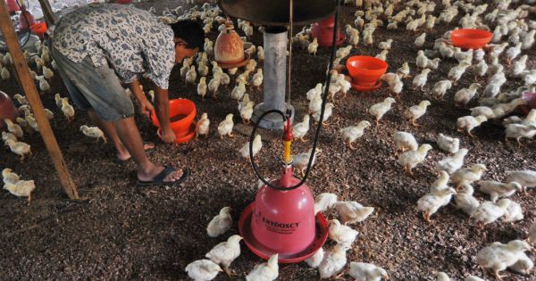 Ibu-ibu Pusing, Harga Ayam Potong di Pasar Klungkung Meroket
