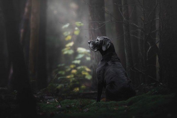 Menakjubkan, 11 Karya Para Jawara Fotografi Anjing Tahun 2018