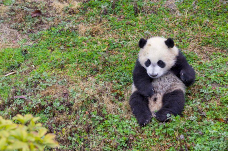 панда 4 самара