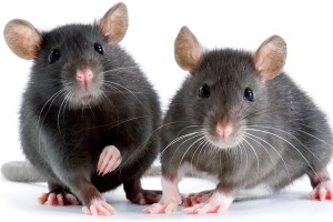 5 Penyakit Berbahaya dari tikus yang bisa menyebar ke manusia